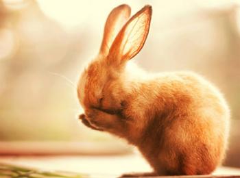 Застенчивость