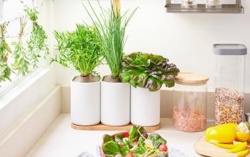 Микросад для дома: дизайнерские решения от Prêt à Pousser