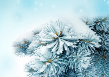 Как выбрать елку?