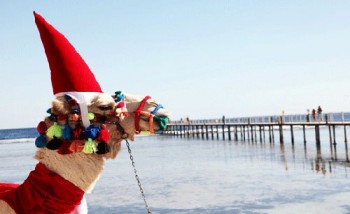 Новый год в Египте