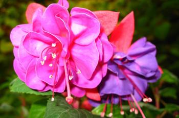 Цвет фуксия