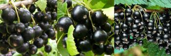 Лучшие сорта черной смородины