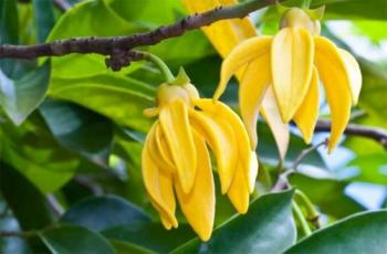 Иланг-иланг против женщины-вамп